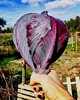 ГОСТИНИЦА С УГОДЬЯМИ В АРАГОНЕ thumbnail 44