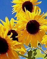 ГОСТИНИЦА С УГОДЬЯМИ В АРАГОНЕ thumbnail 53