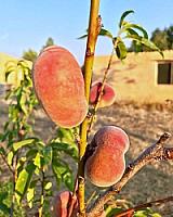 ГОСТИНИЦА С УГОДЬЯМИ В АРАГОНЕ thumbnail 55