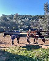 ГОСТИНИЦА С УГОДЬЯМИ В АРАГОНЕ thumbnail 59