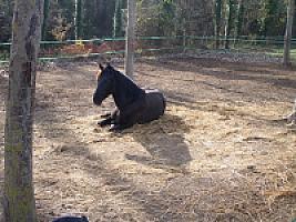 ПОМЕСТЬЕ ПОД ЖИРОНОЙ thumbnail 57