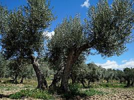 ПОМЕСТЬЕ НА РЕКЕ ЭБРО thumbnail 56