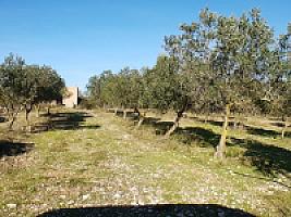 С/Х УГОДЬЯ С ДОМОМ В ПРОВИНЦИИ ТАРРАГОНА thumbnail 66