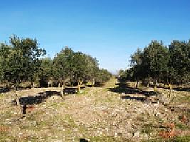 С/Х УГОДЬЯ С ДОМОМ В ПРОВИНЦИИ ТАРРАГОНА thumbnail 67