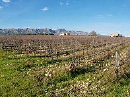 С/Х УГОДЬЯ С ДОМОМ В ПРОВИНЦИИ ТАРРАГОНА thumbnail 68