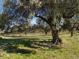 С/Х УГОДЬЯ С ДОМОМ В ПРОВИНЦИИ ТАРРАГОНА thumbnail 77