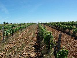 ВИНОДЕЛЬНЯ С ВИНОГРАДНИКАМИ thumbnail 1