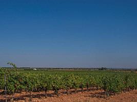 ВИНОДЕЛЬНЯ С ВИНОГРАДНИКАМИ thumbnail 3