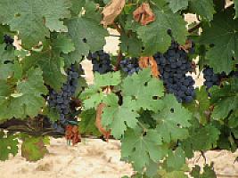 ВИНОДЕЛЬНЯ С ВИНОГРАДНИКАМИ thumbnail 8