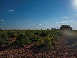 ВИНОДЕЛЬНЯ С ВИНОГРАДНИКАМИ thumbnail 13