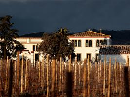 ВИНОДЕЛЬНЯ С ВИНОГРАДНИКАМИ thumbnail 16