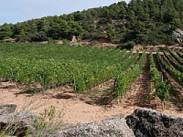 ВИНОГРАДНИКИ С ВИНОДЕЛЬНЕЙ ПОД ТАРРАГОНОЙ thumbnail 7