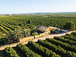 ВИЛЛА С АПЕЛЬСИНАМИ ПОД ВАЛЕНСИЕЙ thumbnail 56