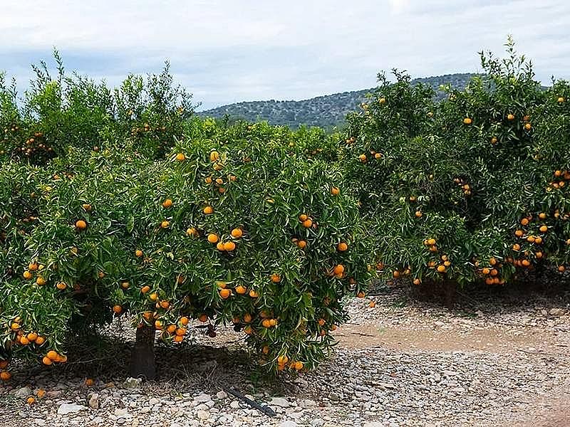 ПЛАНТАЦИЯ МАНДАРИНОВ ПОД ВАЛЕНСИЕЙ