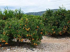 ПЛАНТАЦИЯ МАНДАРИНОВ ПОД ВАЛЕНСИЕЙ thumbnail 1