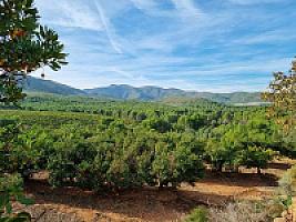 ПЛАНТАЦИЯ МАНДАРИНОВ ПОД ВАЛЕНСИЕЙ thumbnail 27