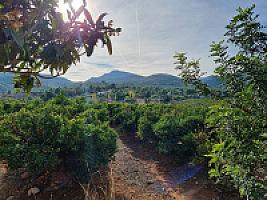 ПЛАНТАЦИЯ МАНДАРИНОВ ПОД ВАЛЕНСИЕЙ thumbnail 28