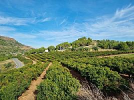 ПЛАНТАЦИЯ МАНДАРИНОВ ПОД ВАЛЕНСИЕЙ thumbnail 29