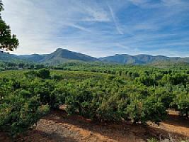 ПЛАНТАЦИЯ МАНДАРИНОВ ПОД ВАЛЕНСИЕЙ thumbnail 30