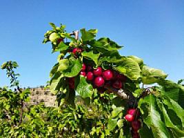 ПЛАНТАЦИЯ ЧЕРЕШНИ thumbnail 3