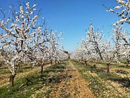 ПЛАНТАЦИЯ ЧЕРЕШНИ thumbnail 10