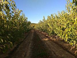 ПЛАНТАЦИЯ ЧЕРЕШНИ thumbnail 11