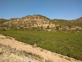 ПЛАНТАЦИЯ ЧЕРЕШНИ thumbnail 13