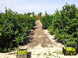 УГОДЬЯ ЦИТРУСОВЫХ С ДОМОМ thumbnail 2