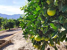 УГОДЬЯ ЦИТРУСОВЫХ С ДОМОМ thumbnail 3