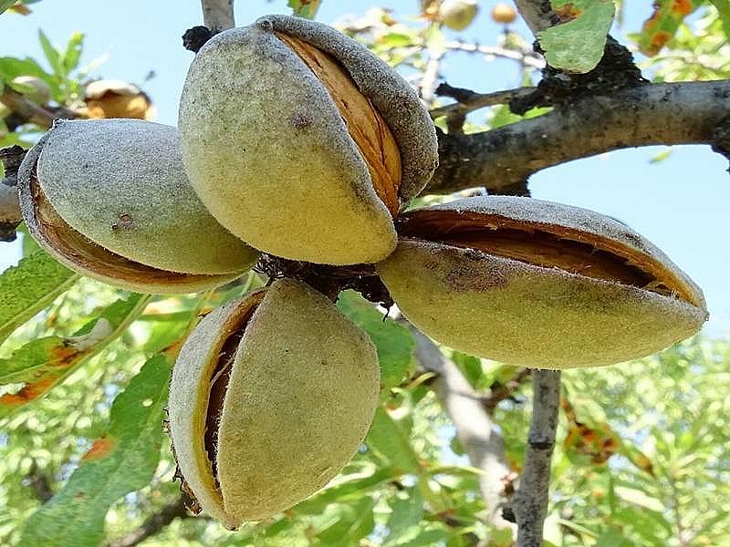 ПЛАНТАЦИЯ МИНДАЛЯ ПОД ТАРРАГОНОЙ