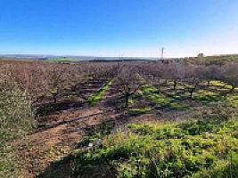 ПЛАНТАЦИЯ МИНДАЛЯ ПОД ТАРРАГОНОЙ thumbnail 3