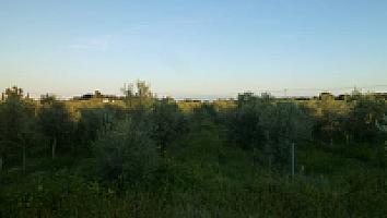 ПОМЕСТЬЕ НА ПОБЕРЕЖЬЕ КОСТА ДОРАДА thumbnail 21