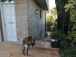 ВИЛЛА ПОД ЖИРОНОЙ thumbnail 40