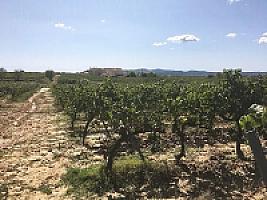 ПОМЕСТЬЕ С ВИНОГРАДНИКАМИ thumbnail 2