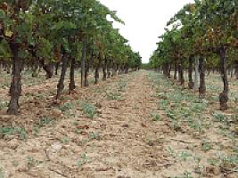 ПОМЕСТЬЕ С ВИНОГРАДНИКАМИ thumbnail 48