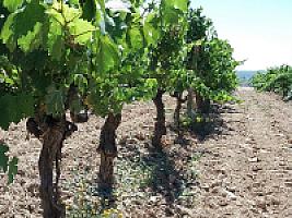 ПОМЕСТЬЕ С ВИНОГРАДНИКАМИ thumbnail 49