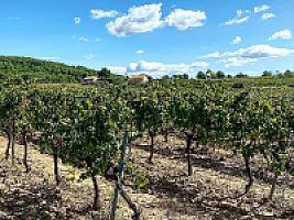 ПОМЕСТЬЕ С ВИНОГРАДНИКАМИ thumbnail 50