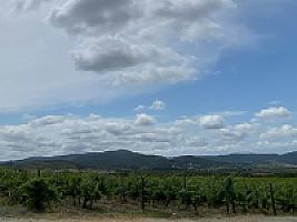 ПОМЕСТЬЕ С ВИНОГРАДНИКАМИ thumbnail 52